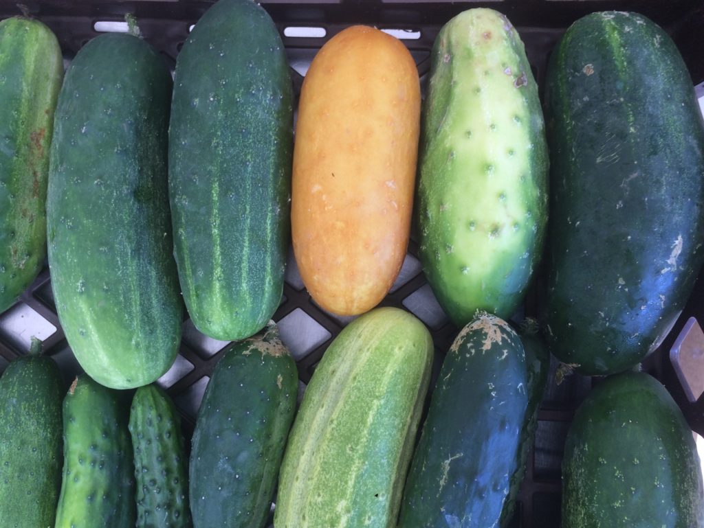 that's not a rotten cucumber - it's a tender, tasty variety called "Poona Kheera"