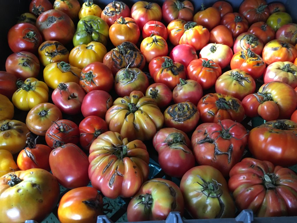 flawed tomatoes on their way to getting sauced