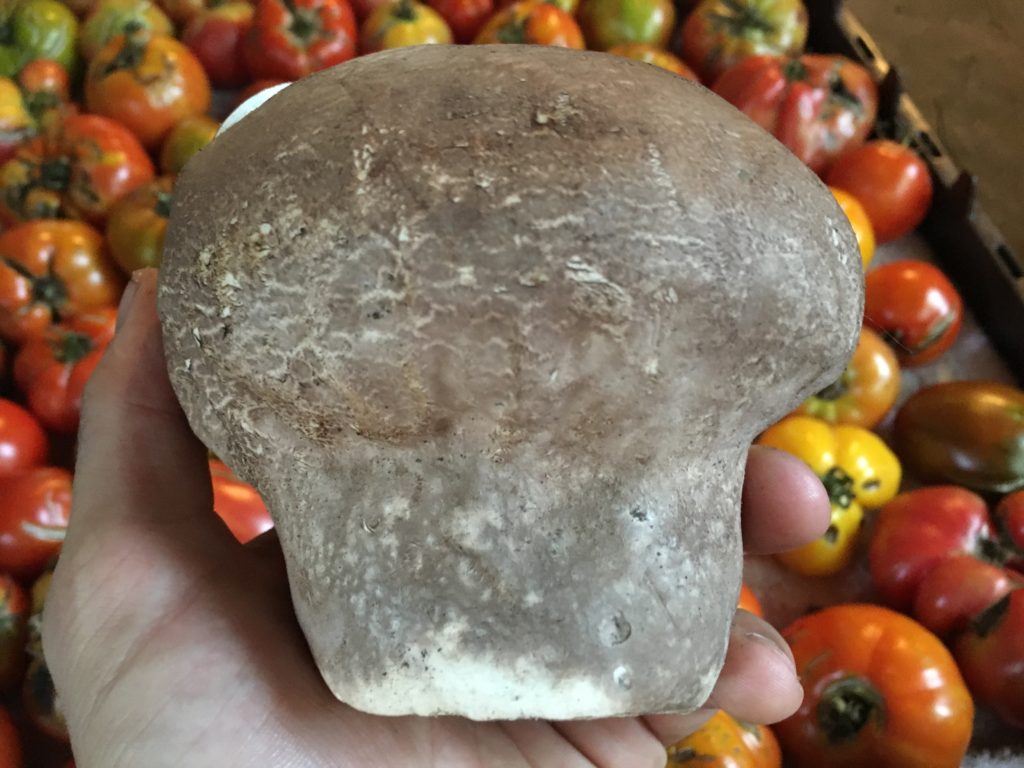 Steffan brought this edible puffball over to share - it turned out to be all of our most positive experience with eating puffballs