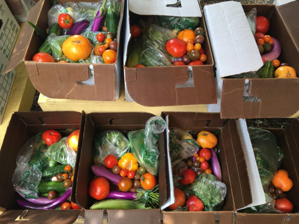 August 2016 CSA boxes being packed