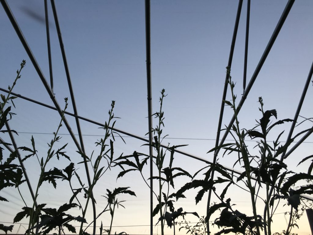 okra reaching for the sky