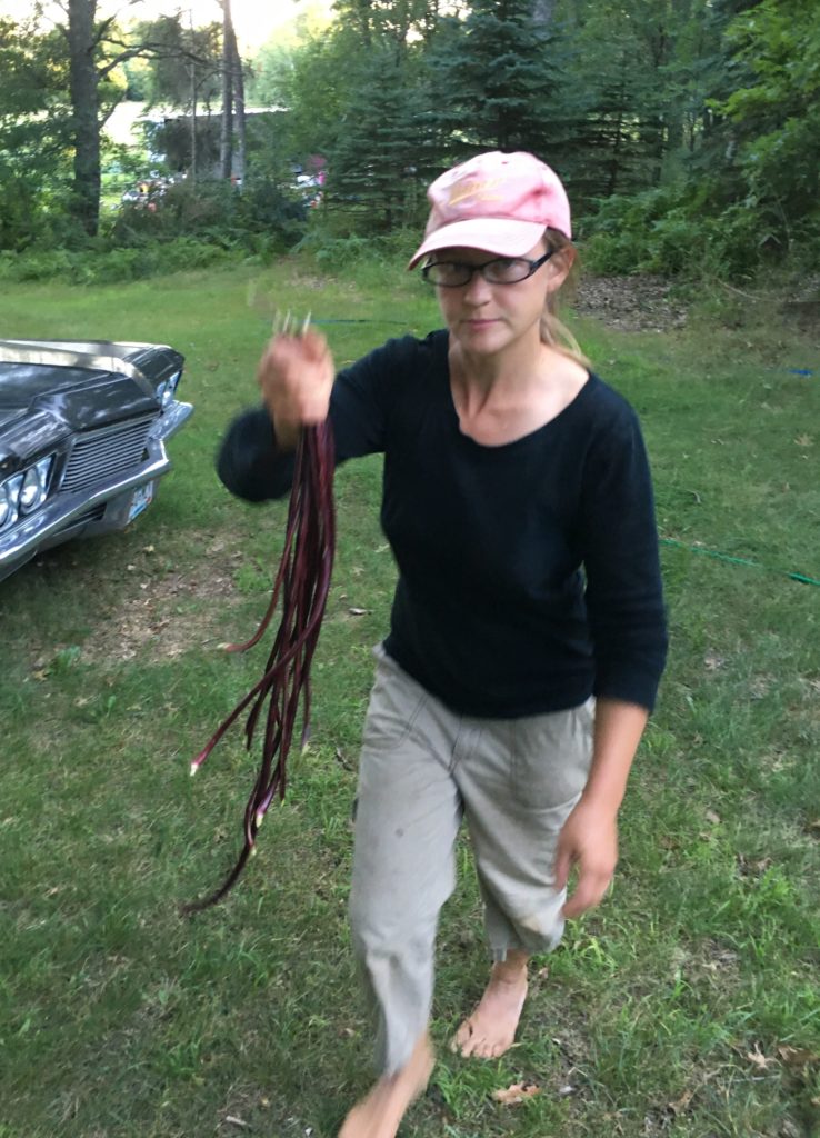 yard-long beans working on living up to their name