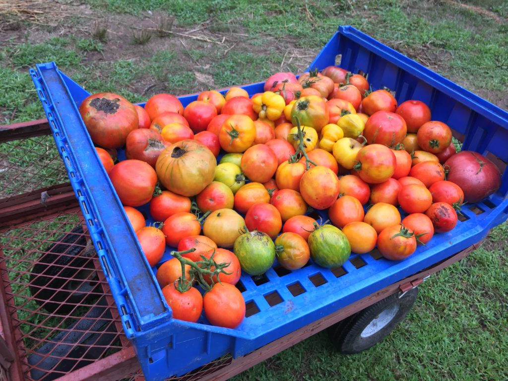 ugly tomato cart on the way to be preserved