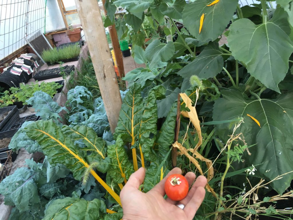 the baddest ass tomato - only fruit of a volunteer plant that survived without any attention in an overgrown crazy pot in the little greenhouse