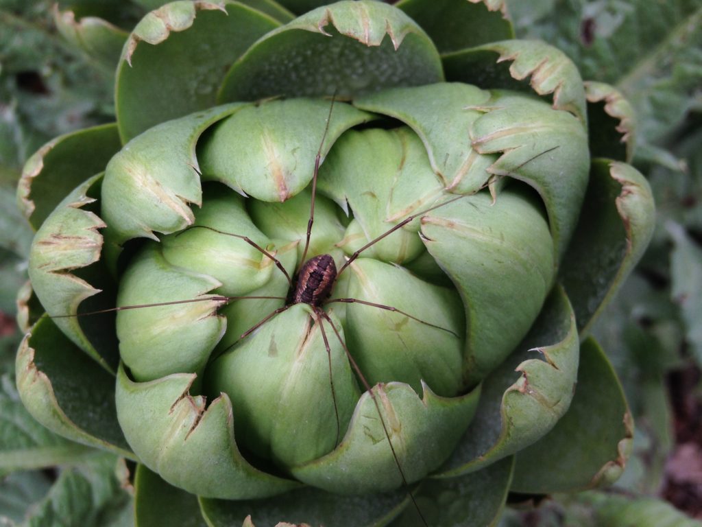 Harvestman guards an artichoke