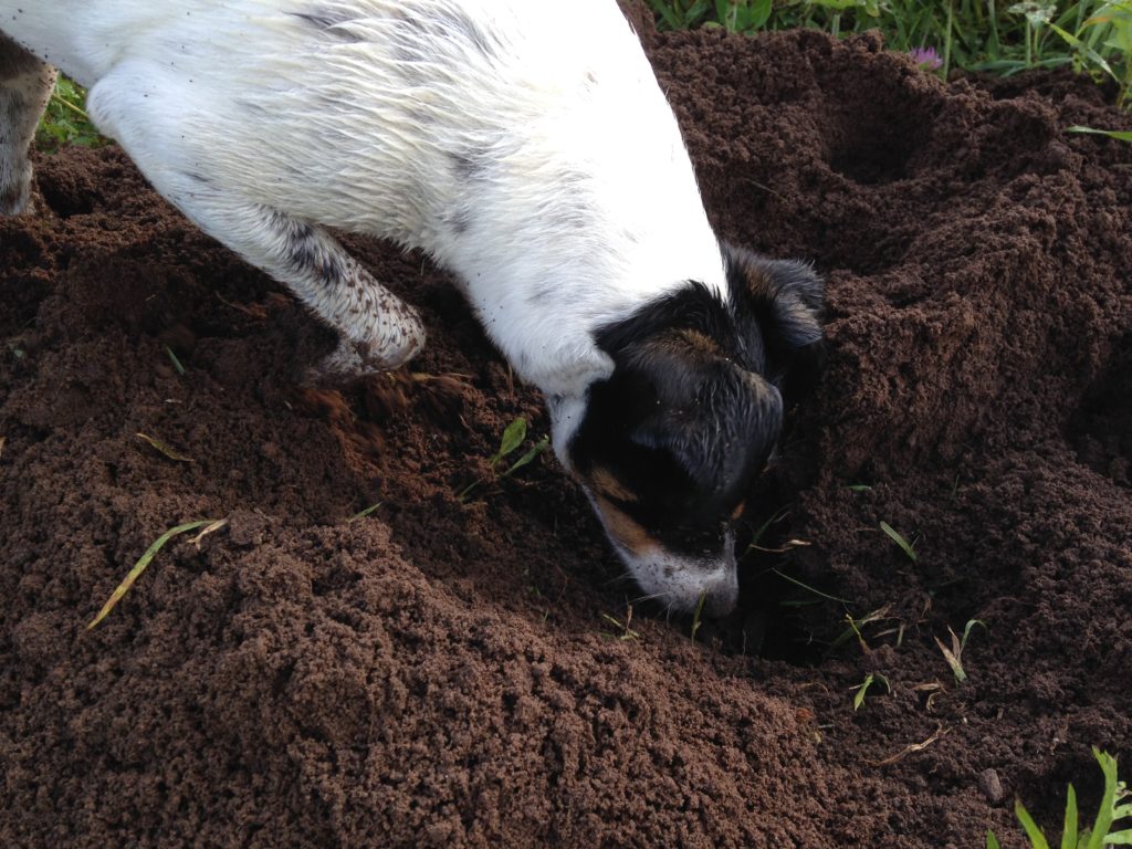 Widget does more harm than good when she tries hunting voles in the garden