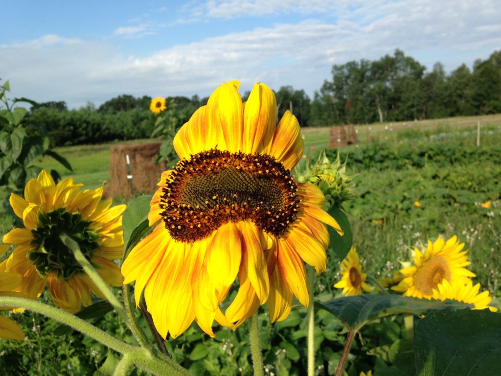 two-faced sunflower mutant