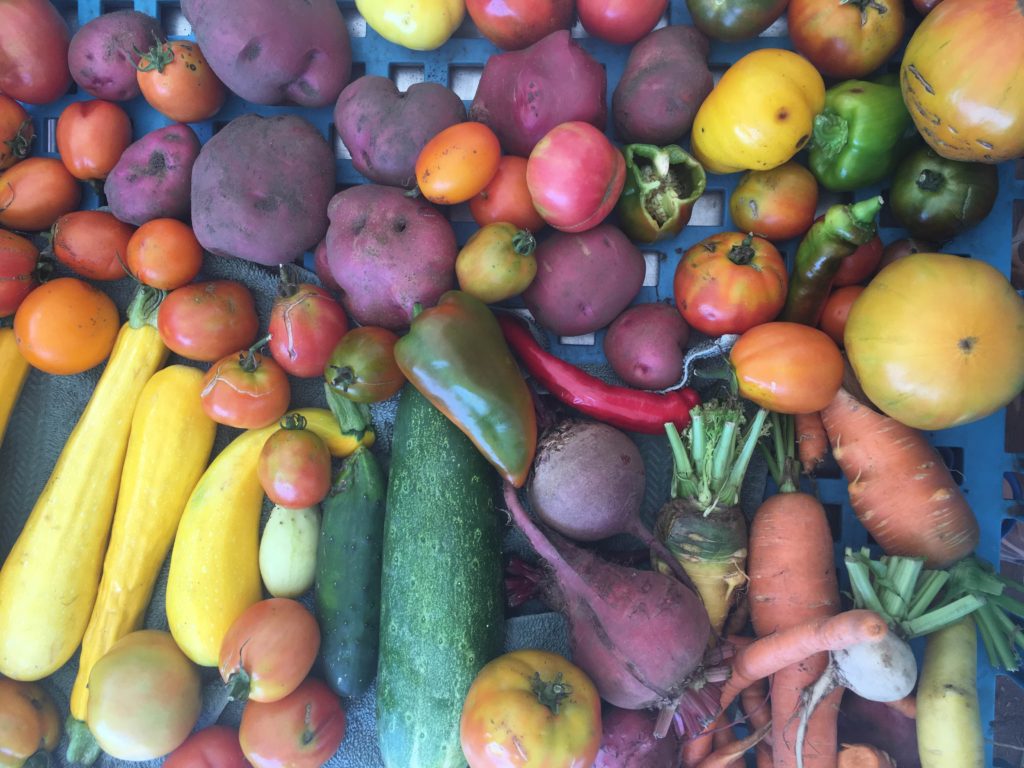 beautiful pile of CSA box rejects