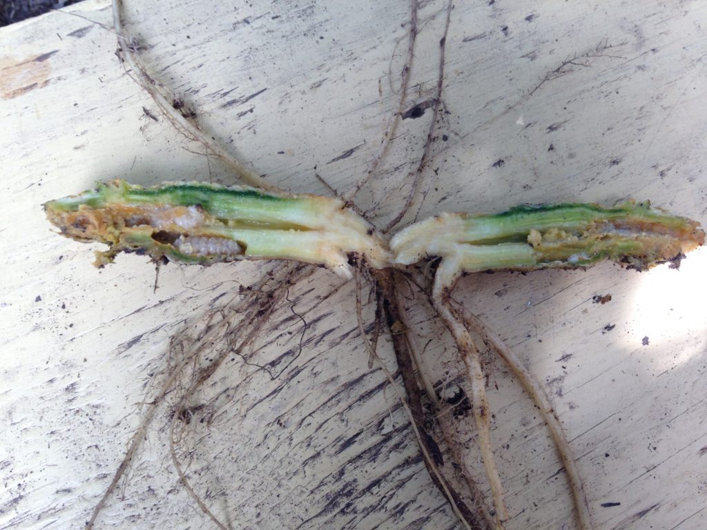 hubbard squash trap crop - main stem infested with squash vine borer larvae