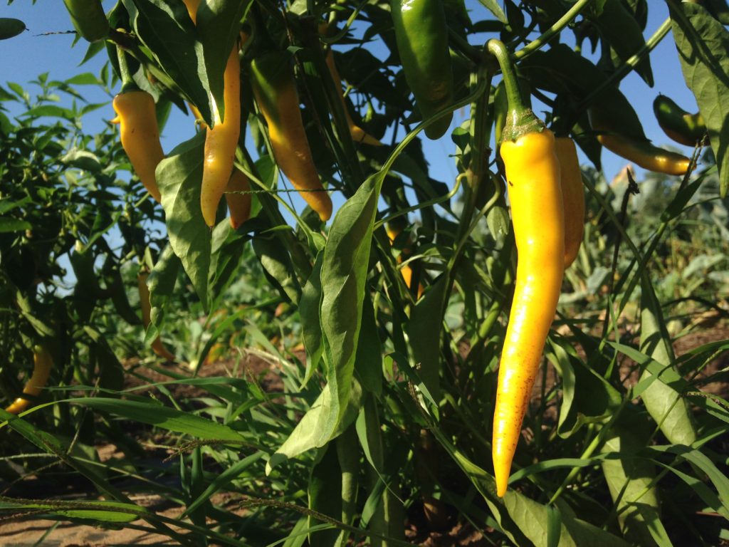 these peppers are hot. but not in your box this week ... yet!