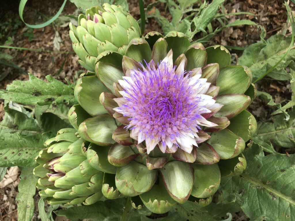 when artichokes are allowed to go to flower, they are gorgeous