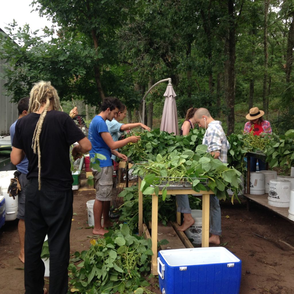 all hands on deck for edamame harvest!