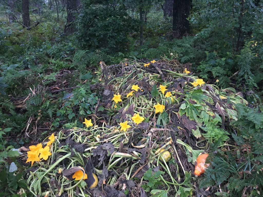 the mutant zucchini plants we pulled out and threw on the crop residue pile just dont want to die ... they sent out a burst iof flowers 