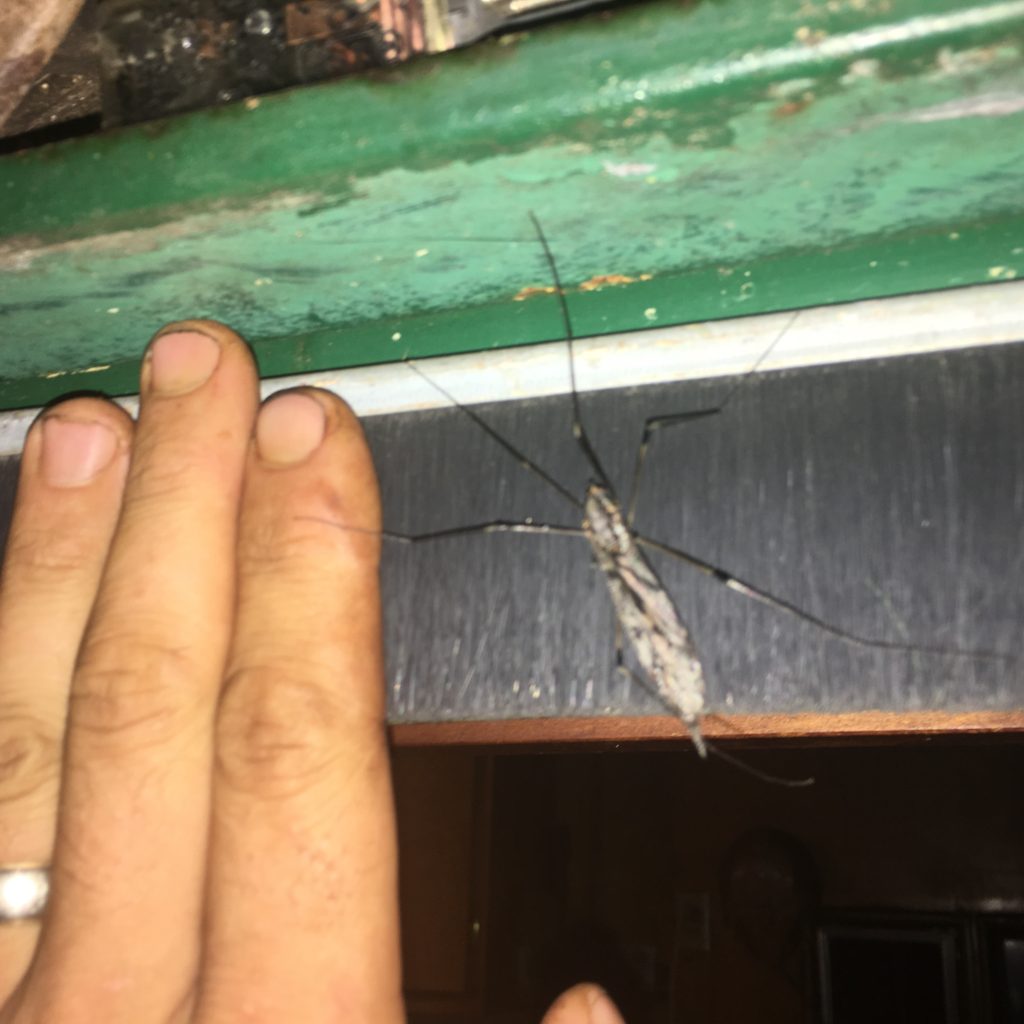 that's not a mosquito, thank god - it's a Giant Crane Fly