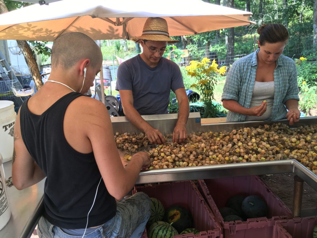 many hands sorting ground cherries