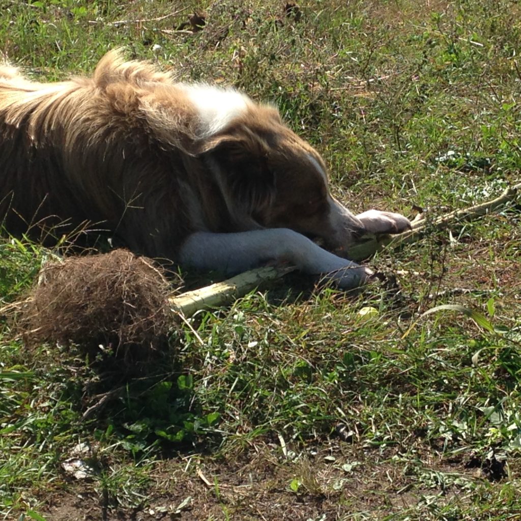 Ace enjoyed sunflower removal