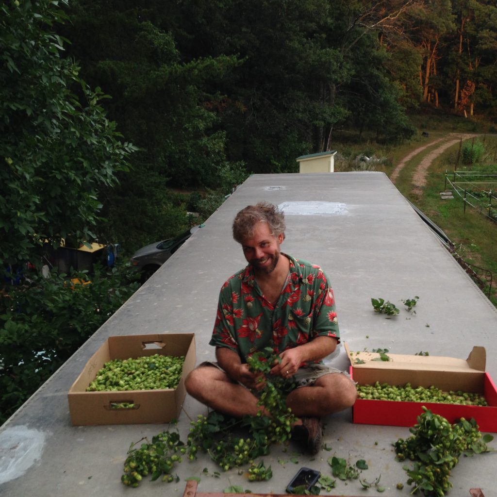 harvesting hops for beer brewing