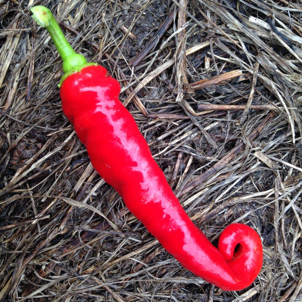 Not spicy. But not to be confused with the Cayenne peppers