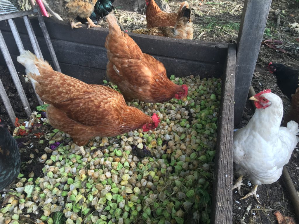 chickens enjoy rejected ground cherries