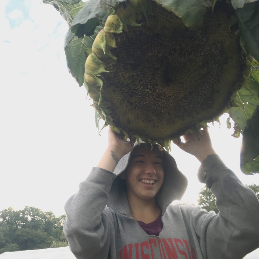 the most massive sunflower I've ever seen!