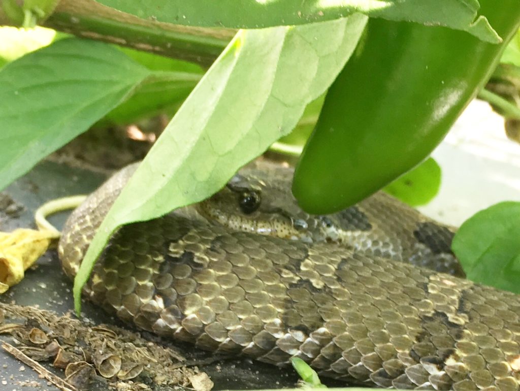 pepper snake