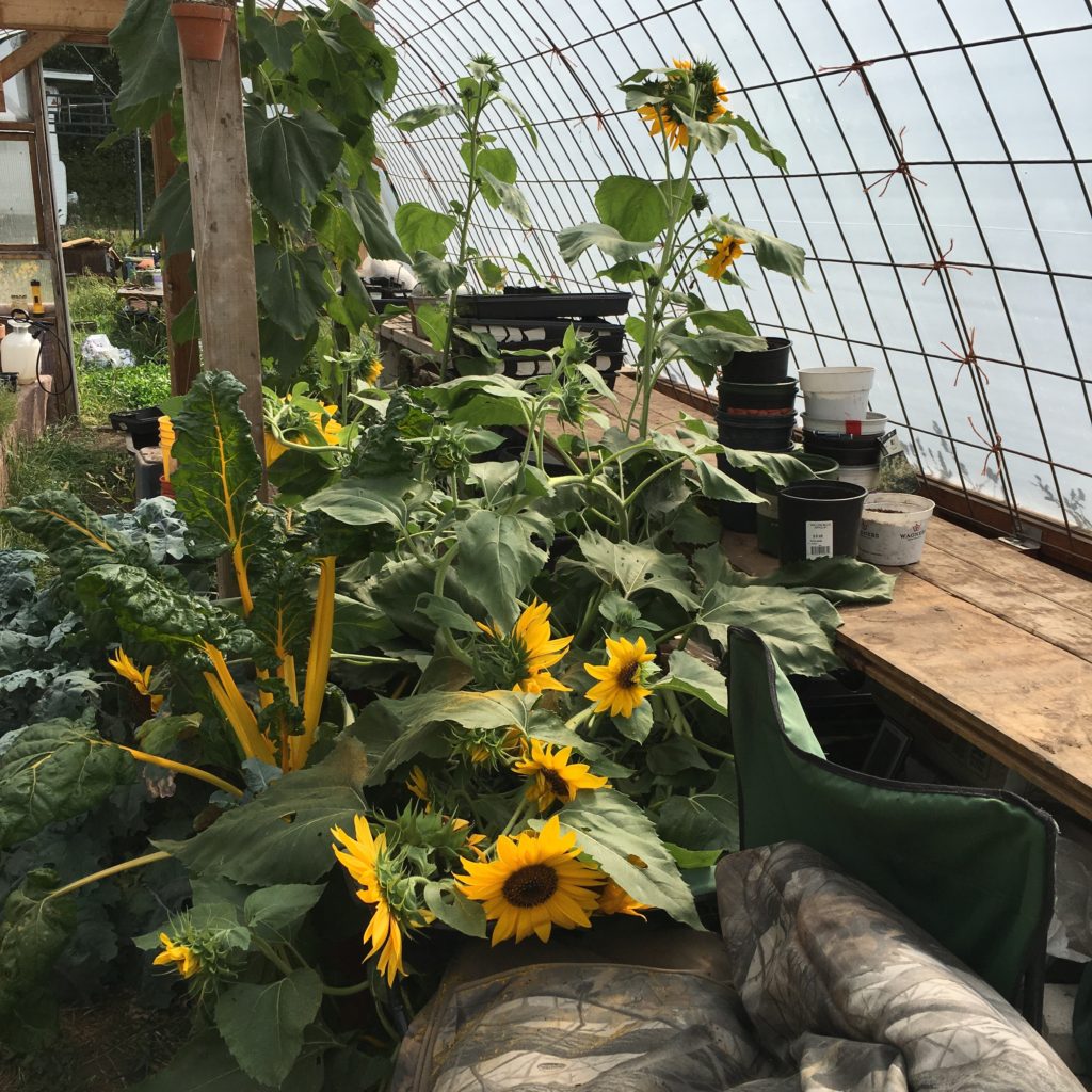 the Little Greenhouse is overgrown with volunteer sunflowers, kale, and chard