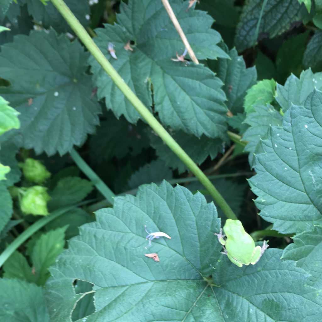 hopper on the hops