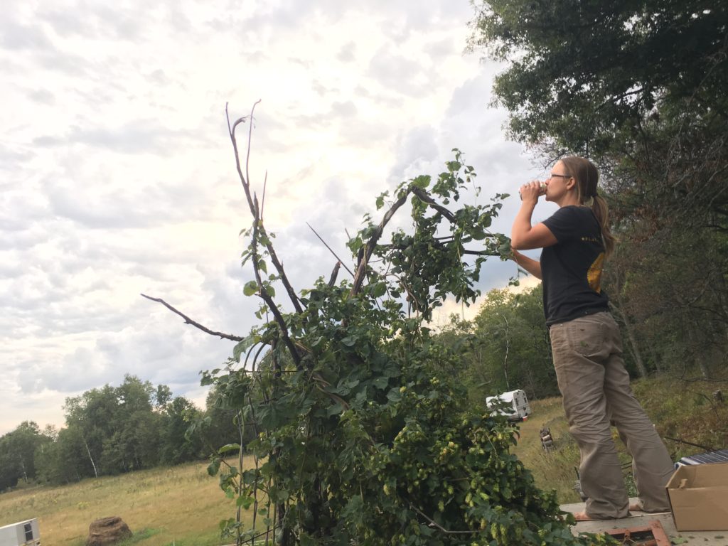 harvesting hops for beer brewing