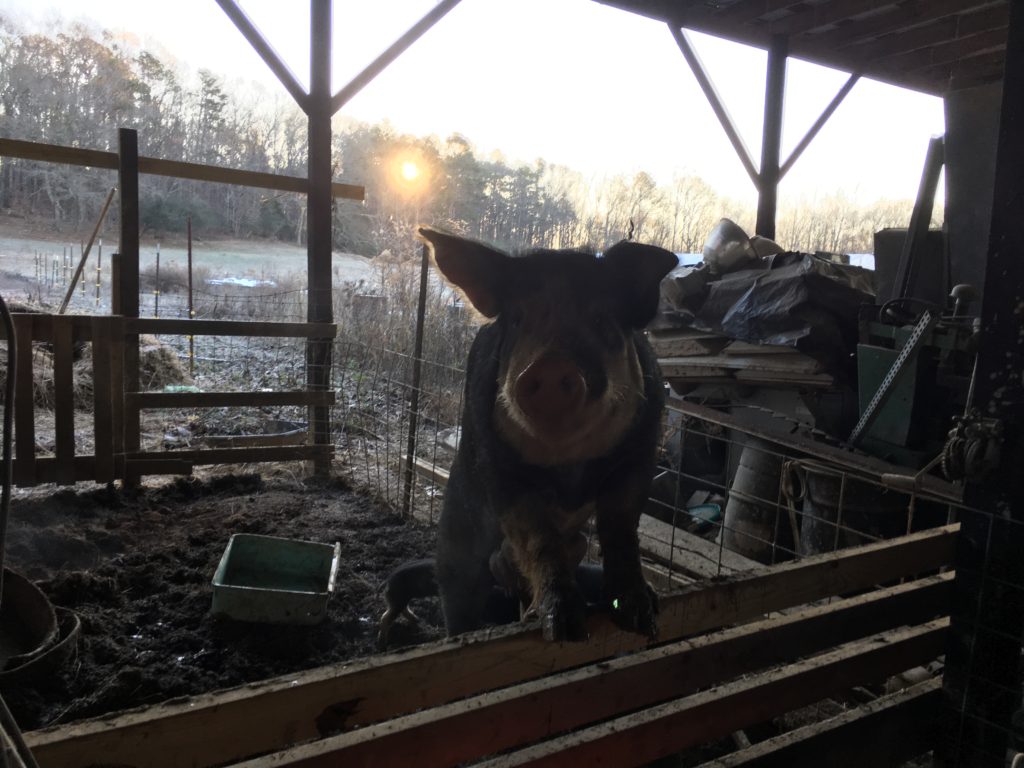 Mama pig! She would jump up on the fence if you made eye contact and talked nice to her.