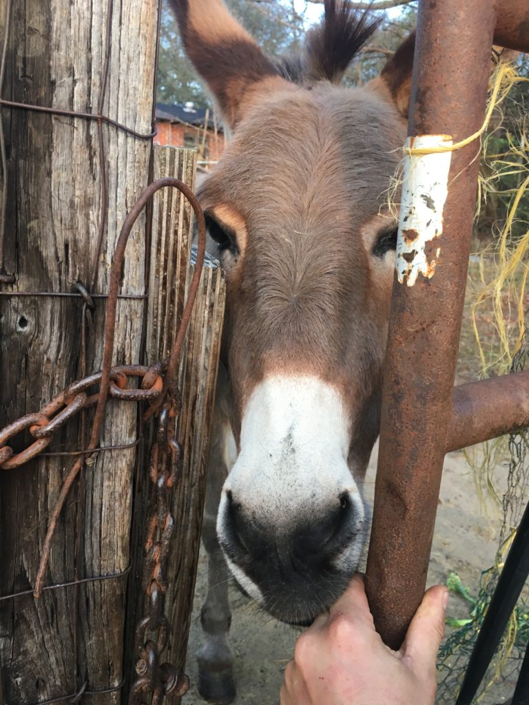 donkeys are good people