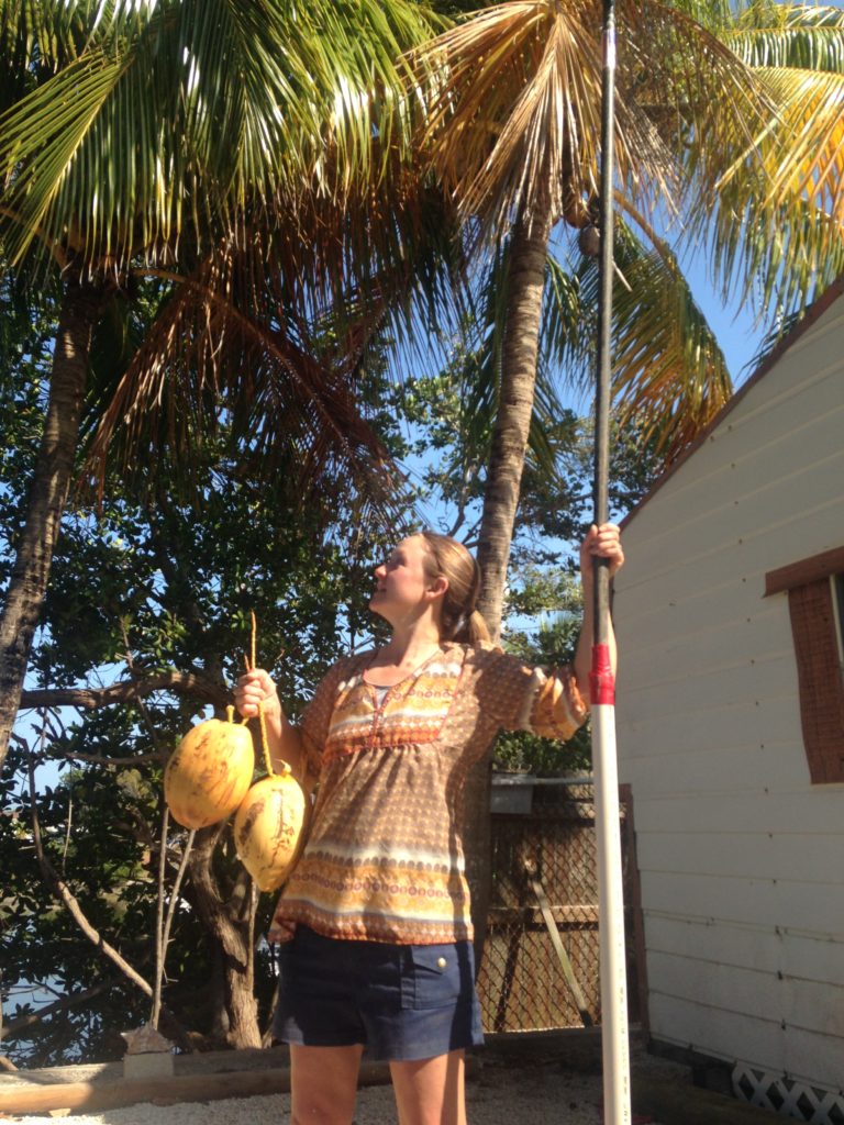 coconut harvesting