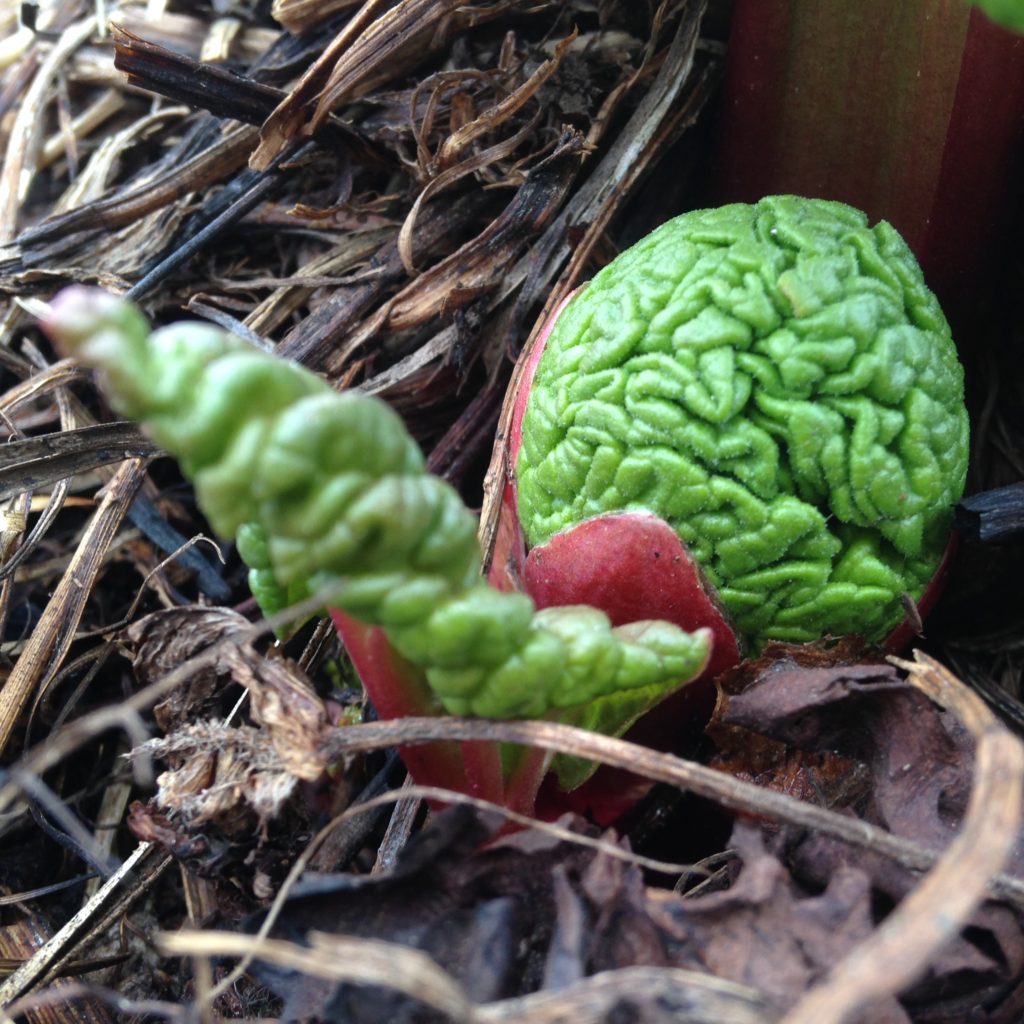 emerging rhubarb brain