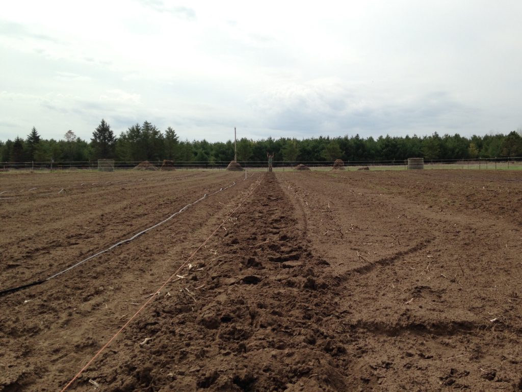 if you look very closely, you can see me at the far end of the row, working the broadfork