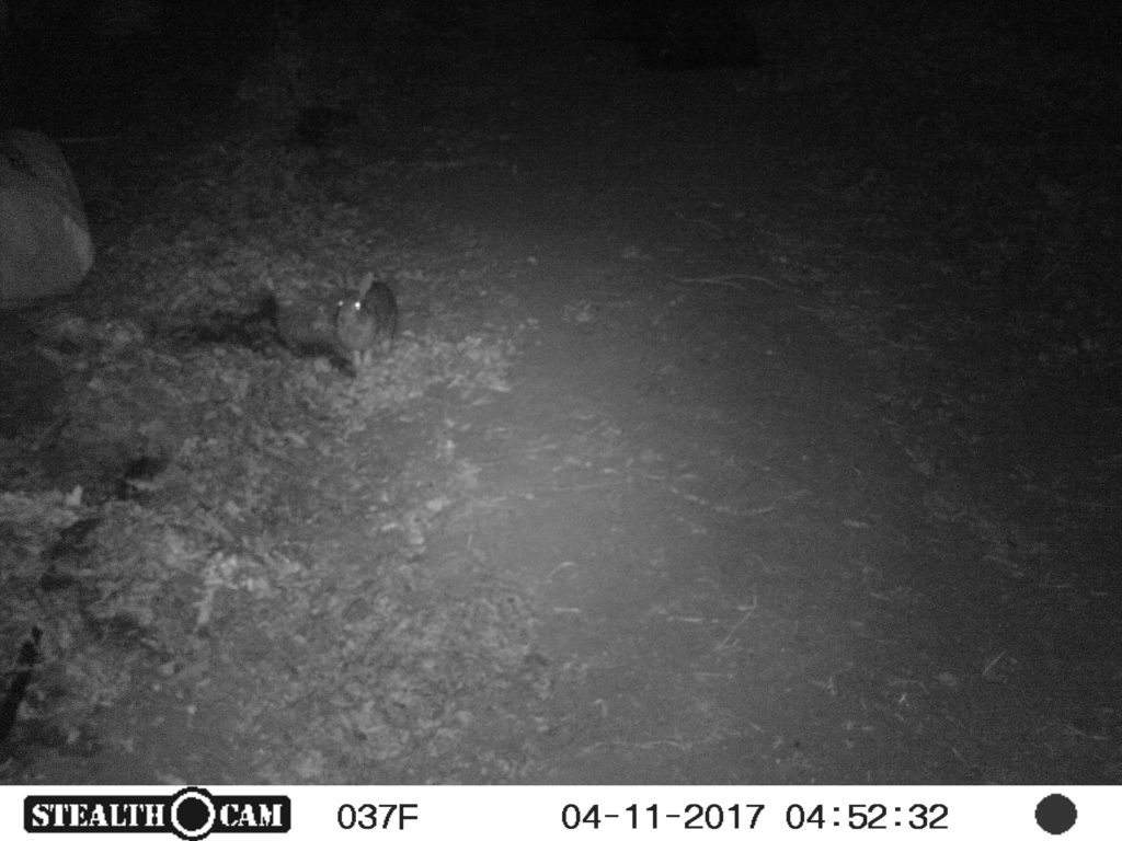 skulking rabbit in the high tunnel