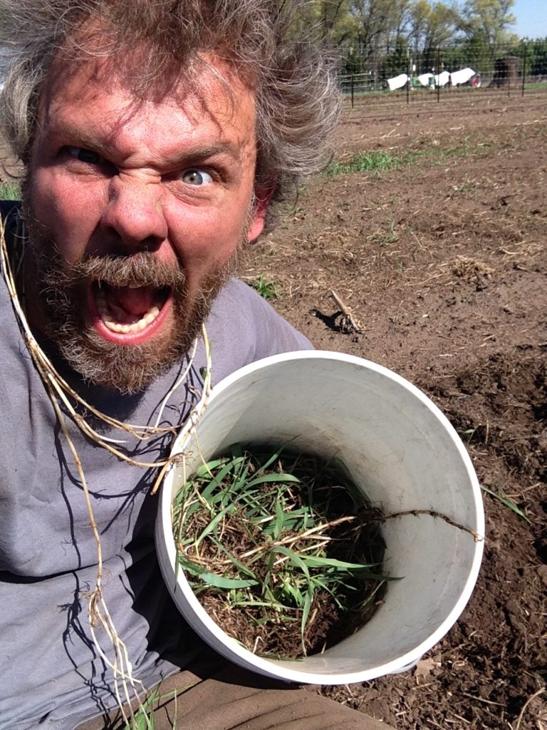 we took several bucketfuls of quack grass rhizomes out that day ... the weed bloodlust was strong.