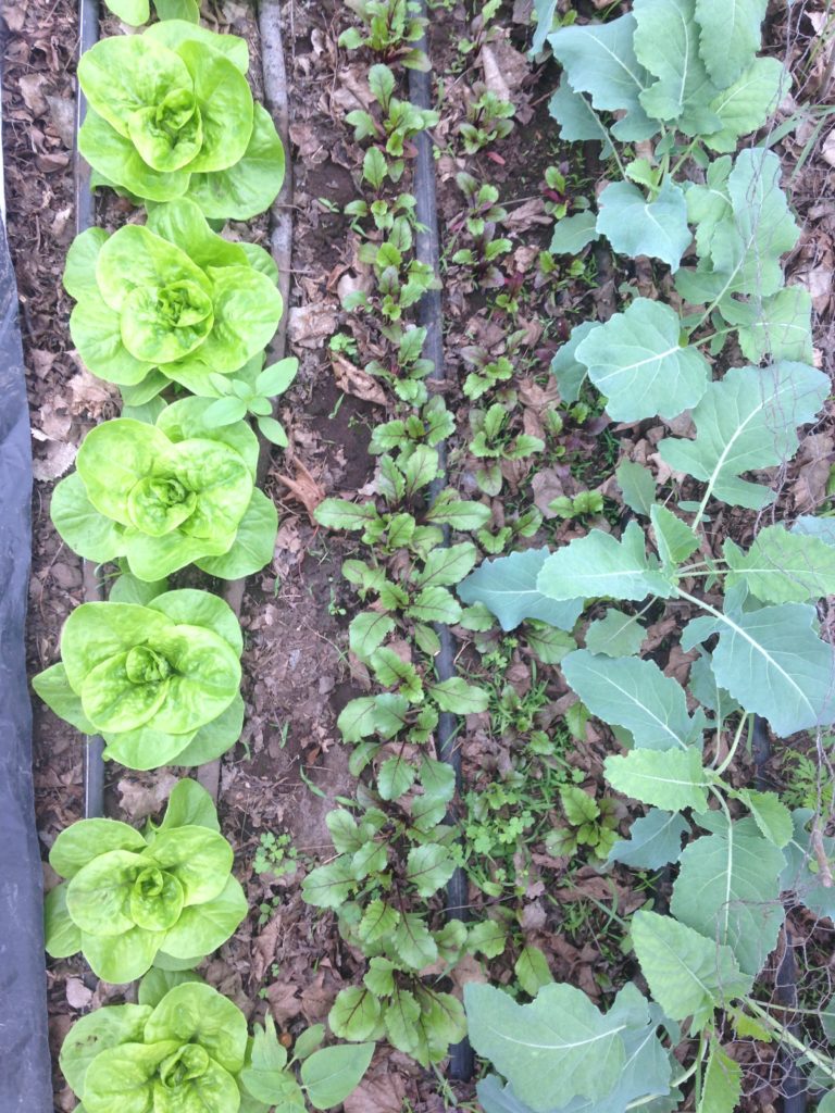 lettuce, beets, and kohlrabi