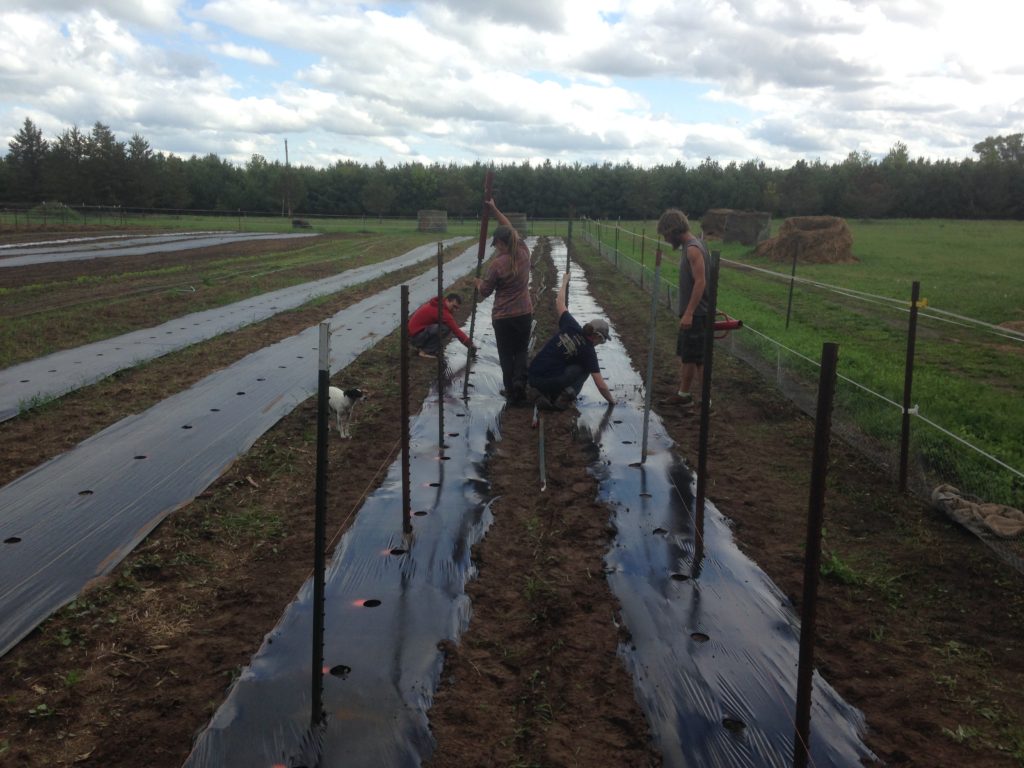 building the tomato trellises