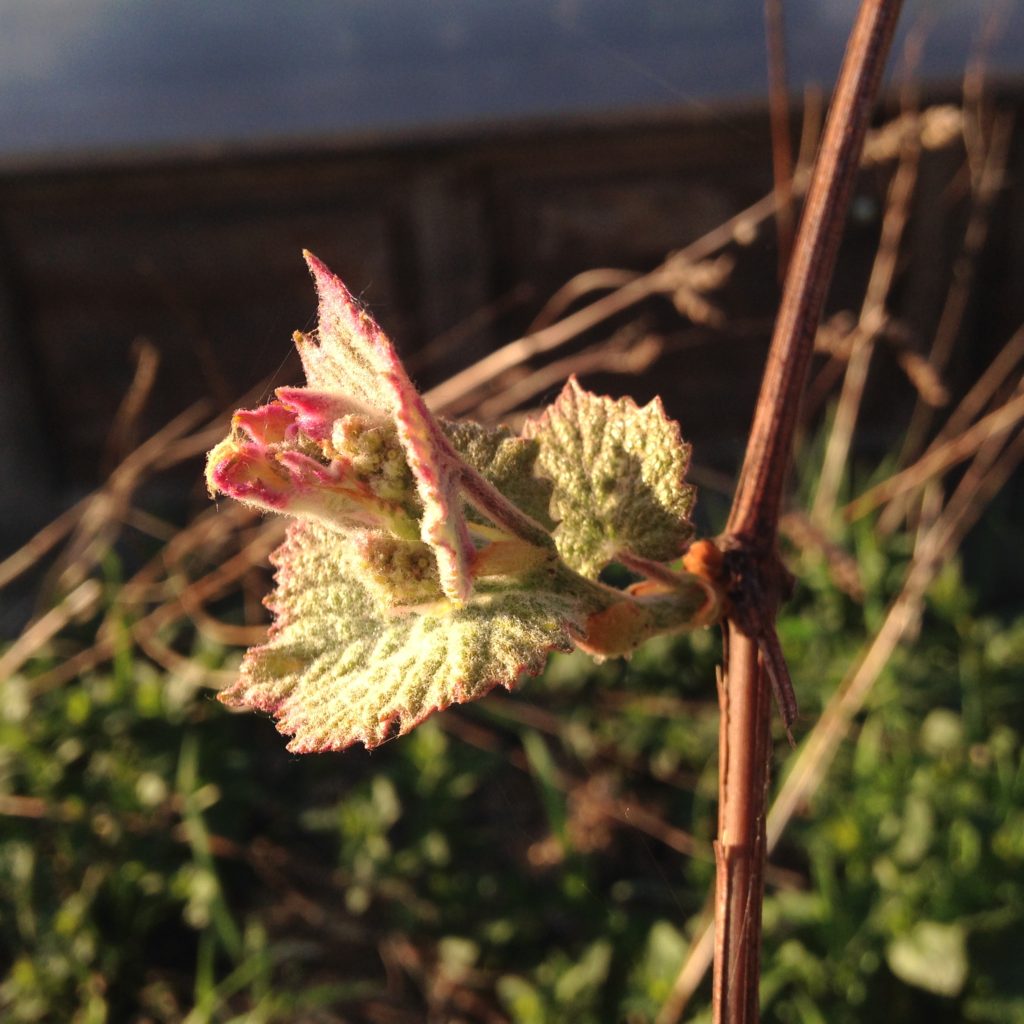 grapevines coming to life