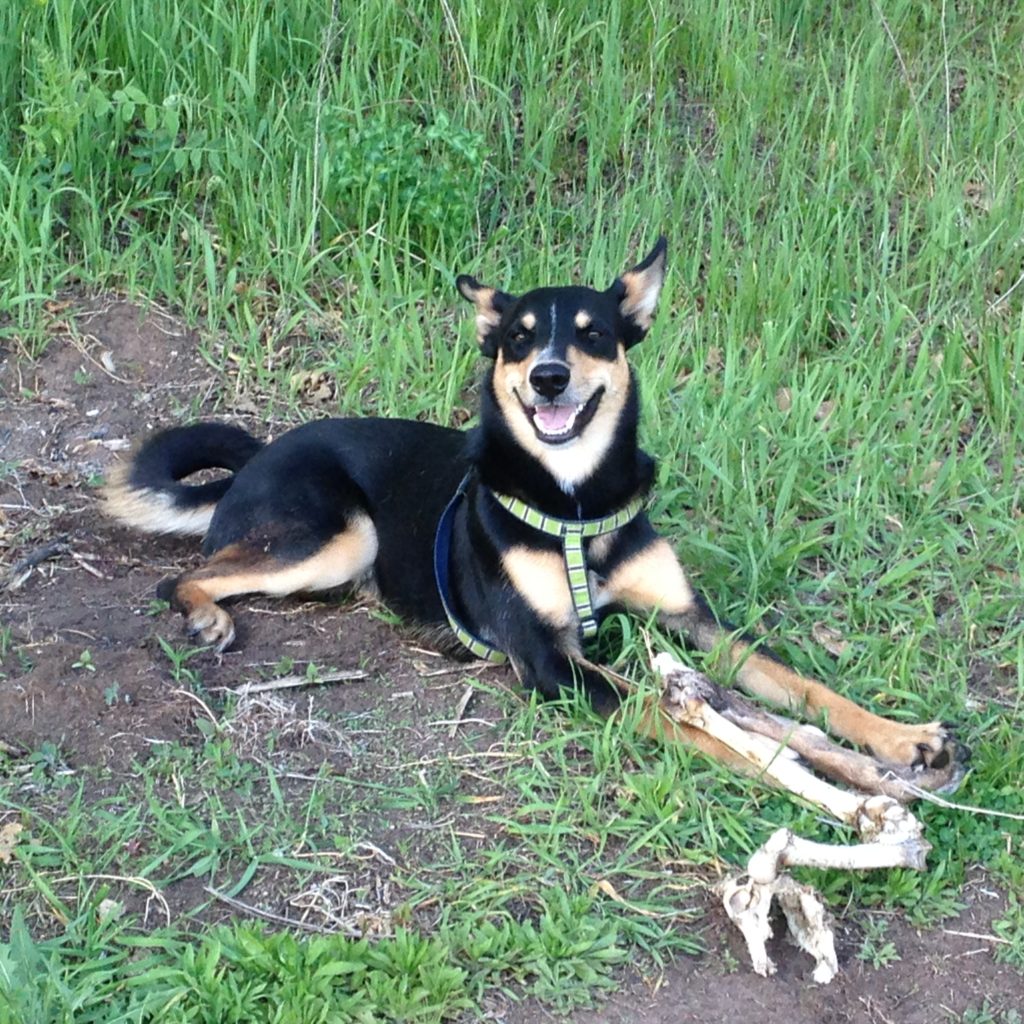 WWOOFer woofer Kingsbury likes to find and bring home pieces of deer ... so pleased with himself!