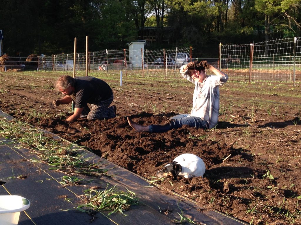 killing quack grass - first loosening the soil with a broadfork, and then carefully digging the extensive root systems out by hand.