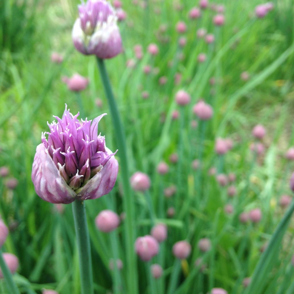 chive flowers