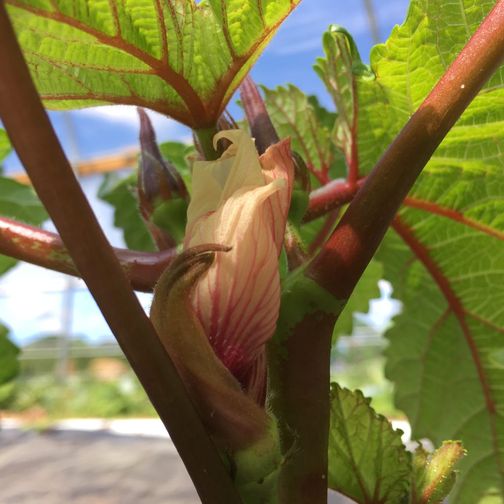 flowering okra