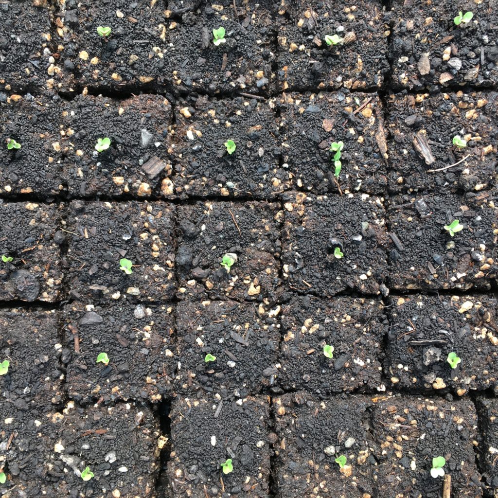 the late season broccoli crop is starting now!