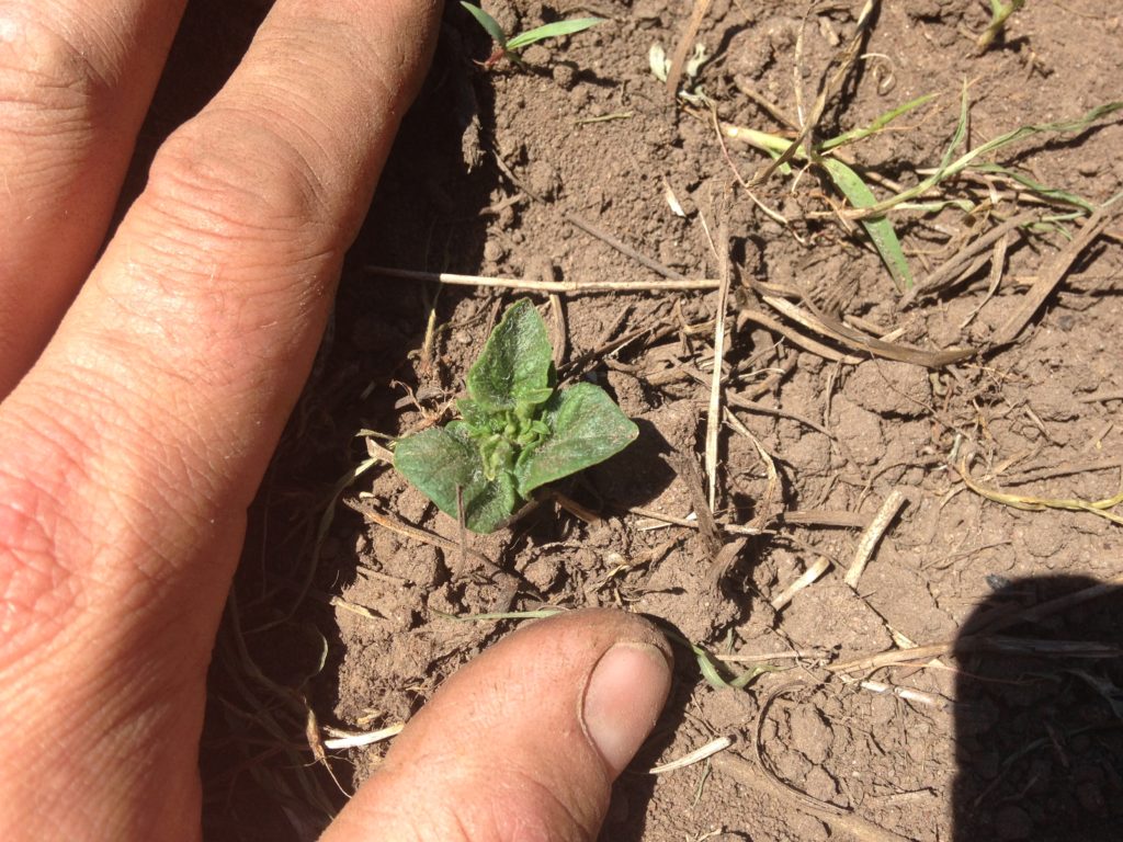 adorable baby potato plant