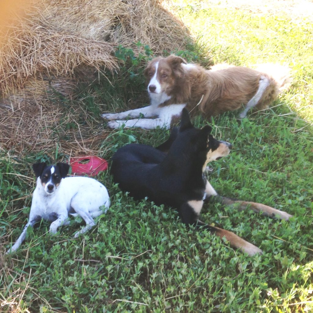 the farm dogs beat the heat in the shade of a hay bale