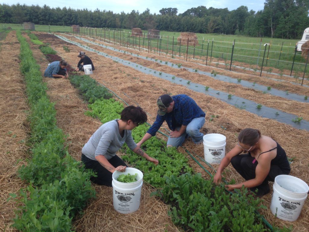 harvesting salad greens