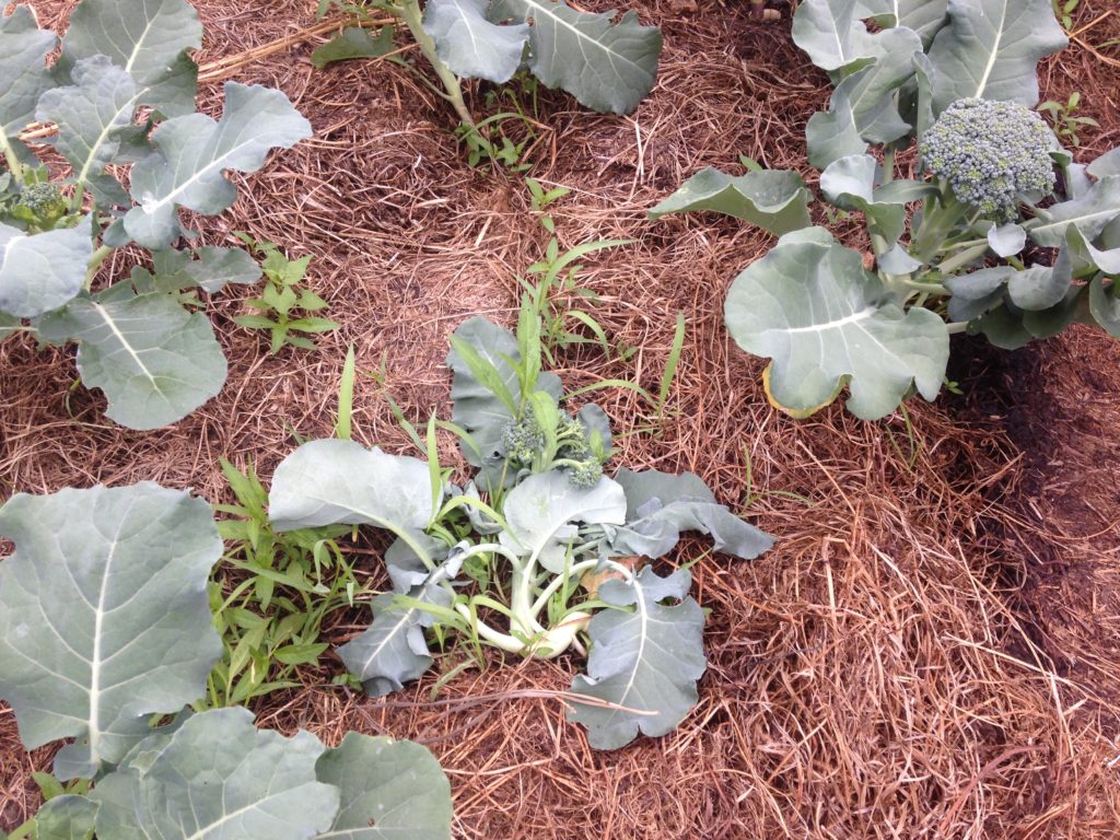 this is what a broccoli plant looks like when voles have tunneled through its roots. Have I mentioned we hate voles? We hate voles.