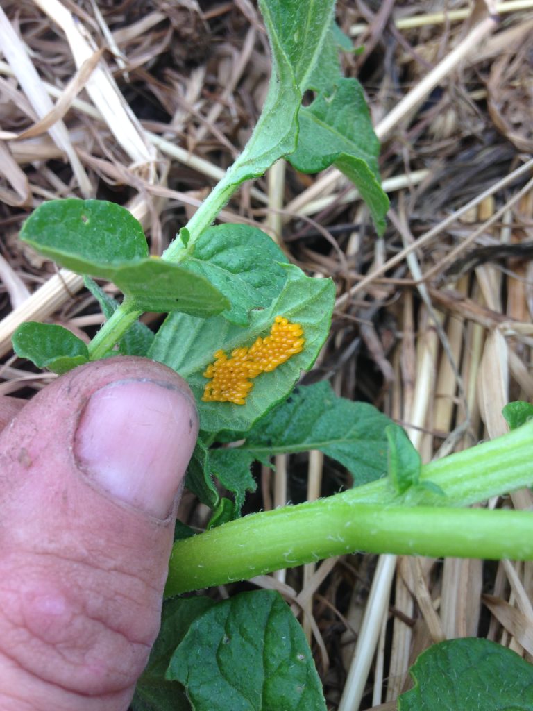 we've been keeping ahead of the potato beetle larva onslaught by seeking and destroying their eggs