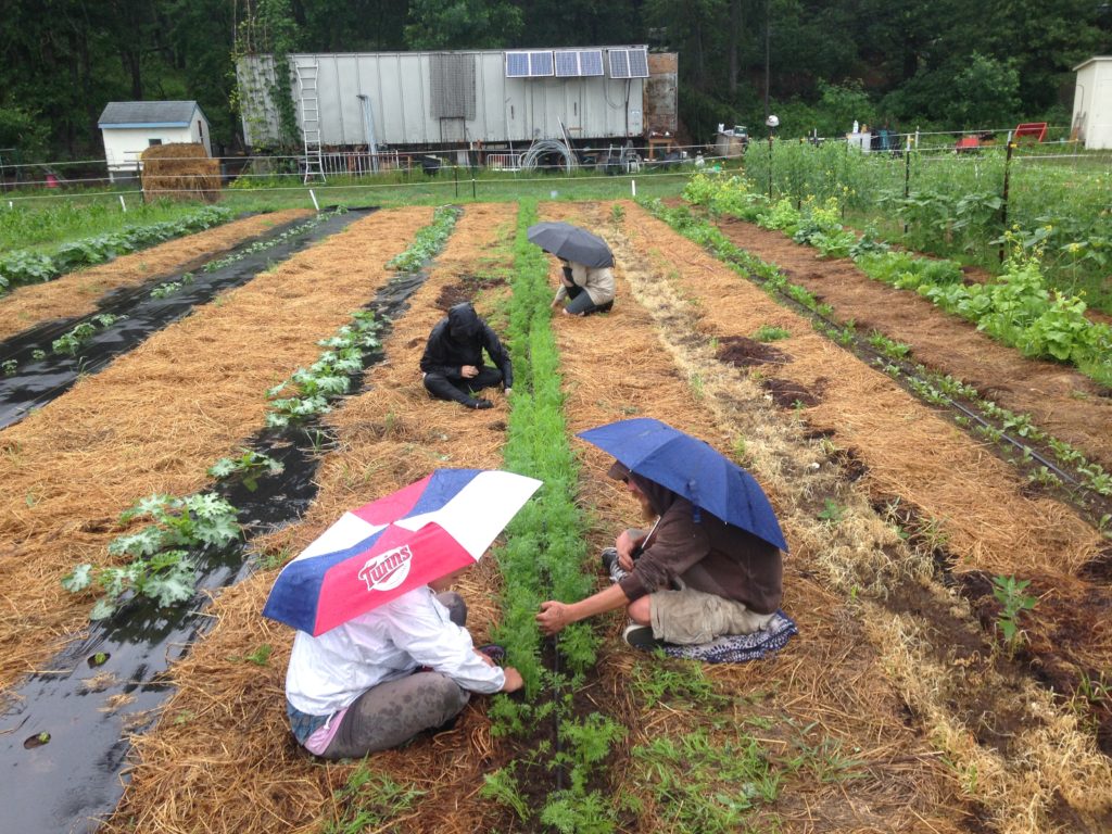 weeding carrots in the rain