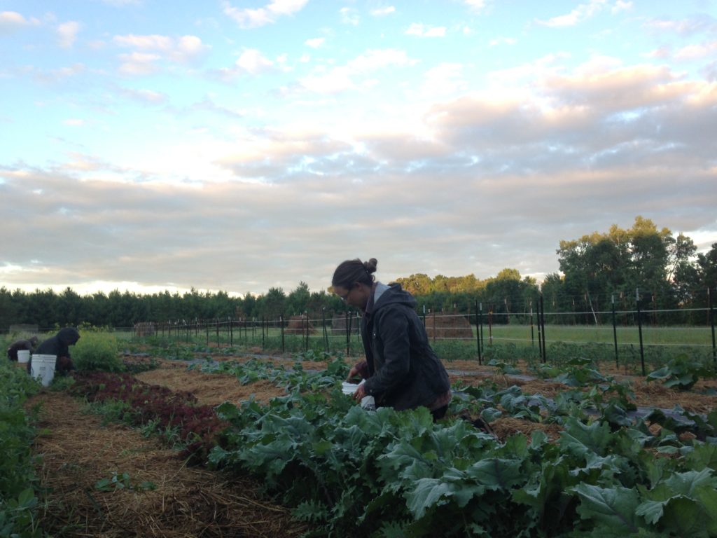 picking salad mix ingredients before the sun rises high enough to hit the greens